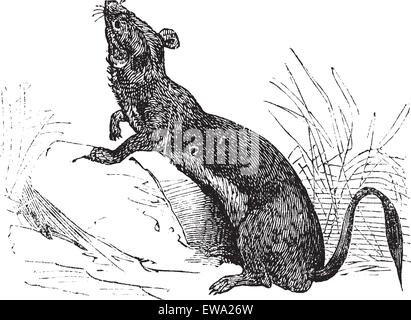 Hermine (Mustela erminea) ou Hermine ou belette à queue courte en été pelt vintage la gravure. Vieille illustration gravée de l'Hermine j Illustration de Vecteur