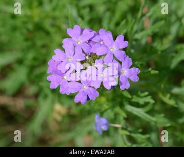 Verveine de prairie Banque D'Images