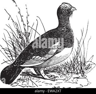 Lagopède des saules (Lagopus ou Lagopèdes des saules vintage la gravure. Vieille illustration gravée de belles lagopèdes des saules. Illustration de Vecteur