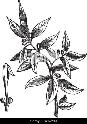 Les feuilles de laurier (Laurus nobilis) ou sweet bay ou bay tree ou vrai laurel ou grecian laurel ou laurier, vintage engraved illustrat Illustration de Vecteur