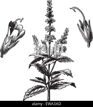 La menthe (Mentha viridis commun), vintage engraved illustration. Encyclopédie Trousset (1886 - 1891). Illustration de Vecteur