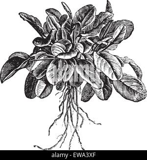 Rumex acetosa oseille ou le jardin ou l'oseille commune. Variété appelée Belleville, vintage engraved illustration. Encyclopédie Trousset (1886 - 1891). Illustration de Vecteur