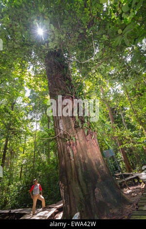 Un garde-forestier de parc national situé sous un arbre géant de l'ironwood de Bornean (Eusideroxylon zwageri) dans la réserve naturelle de Sangkima, Kalimantan oriental, Indonésie. Banque D'Images