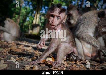 Bébé macaque à longue queue (Macaca fascicularis) à la forêt des singes à Ubud, Bali, Indonésie. Banque D'Images