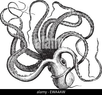 Poulpe commun (Octopus vulgaris) isolé sur blanc, vintage engraved illustration.encyclopédie Trousset (1886 - 1891). Illustration de Vecteur