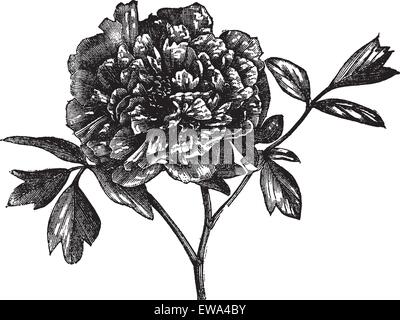 Pivoine arbustive (Paeonia Moutan), vintage engraved illustration. Pivoine arbustive isolé sur blanc. Encyclopédie Trousset (1886 - 1891). Illustration de Vecteur