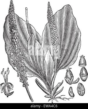 Plus grand plantain ou Plantago major, vintage engraved illustration, montrant la fleur (à gauche et au centre) et les graines (à droite). Trousset Illustration de Vecteur