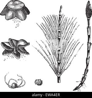 La prêle des champs ou Equisetum arvense ou prêle commune, gravure d'époque. Vieille illustration gravée de la prêle des champs avec la tige stérile et tige fertile isolé sur un fond blanc. Illustration de Vecteur