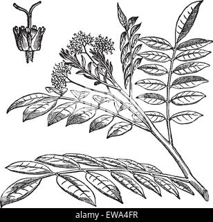 Quassia, vintage engraved illustration. Quassia feuilles sur fond blanc. Encyclopédie Trousset (1886 - 1891). Illustration de Vecteur