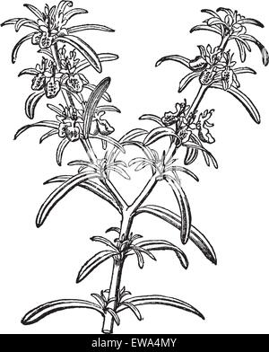 Le romarin ou Rosmarinus officinalis, gravure d'époque. Vieille illustration gravée de Rosemary isolé sur un fond blanc. Illustration de Vecteur