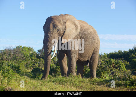 Rencontre avec un éléphant dans Addo Elephant National Park, Afrique du Sud. Banque D'Images