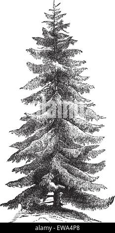 L'épinette de Norvège ou d'Europe ou d'épinette, vintage la gravure. Vieille illustration gravée de l'épinette de Norvège arbre. Illustration de Vecteur