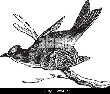 Pewee (Sayornis fuscus), vintage engraved illustration. Pewee perché sur branche d'arbre. Encyclopédie Trousset (1886 - 1891). Illustration de Vecteur