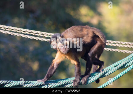 Singe capucin marche sur une corde avec un peu à l'arrière (apella cebus) Banque D'Images