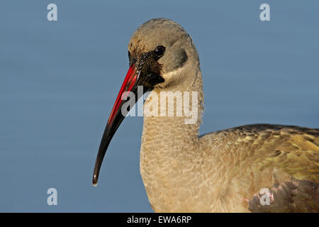 Portrait d'un Hadeda Ibis hagedash (Bostrychia), Kruger National Park, Afrique du Sud Banque D'Images