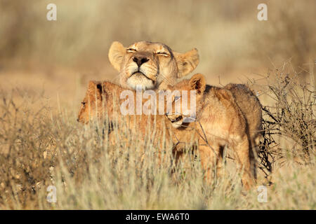 Lionne avec jeune lion cubs (Panthera leo), désert du Kalahari, Afrique du Sud Banque D'Images