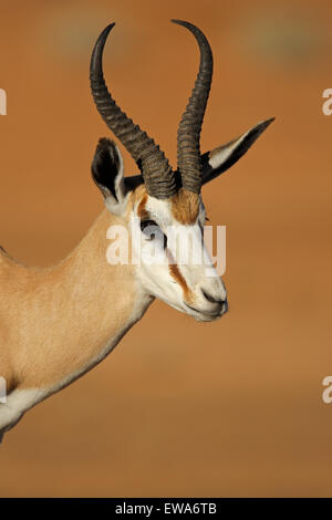 Portrait de l'antilope springbok (Antidorcas marsupialis), désert du Kalahari, Afrique du Sud Banque D'Images