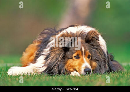 Shetland Sheepdog laying in grass, portrait Banque D'Images