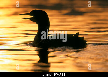 Huard à nager dans le lac au coucher du soleil ( Gavia immer ) Banque D'Images