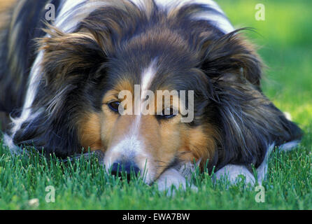 Shetland Sheepdog lying in grass, gros plan Banque D'Images