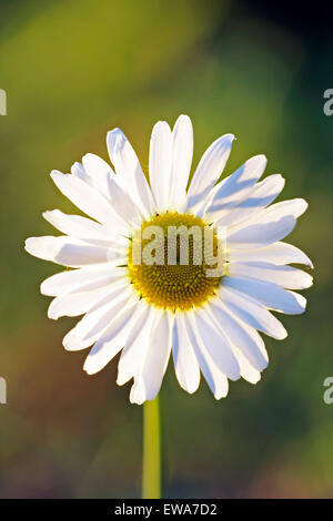 Wildflower Oxeye Daisy dans la lumière du soleil du soir Banque D'Images