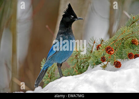 Geai de Steller debout dans la neige à la recherche de nourriture (Cyanocitta stelleri ) Banque D'Images