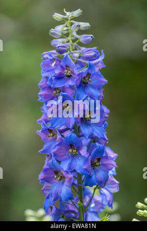 Larkspur Delphinium fleur bleue close up Banque D'Images