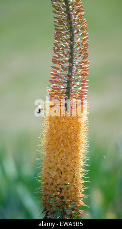 Eremurus stenophyllus desert lily foxtail fleurs bougie close up Banque D'Images