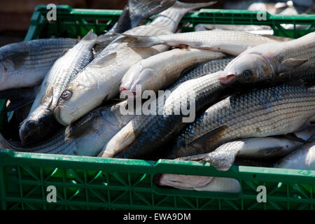 Mulet flathead frais, genre Mugil cephalus, poissons en vente. Limnos les fruits de mer. Grèce Banque D'Images