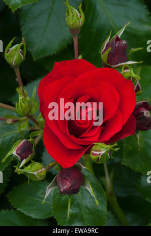 Ruby-red floribunda rose tapis de fleurs Banque D'Images