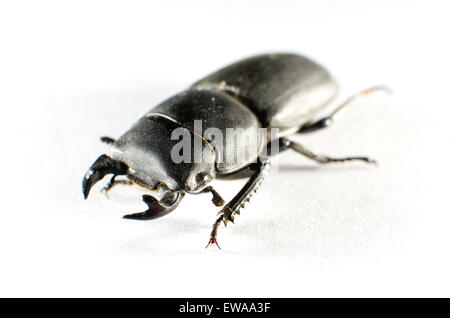 Stag beetle moindre (Dorcus parallelipipedus) photographié sur du papier blanc. Banque D'Images