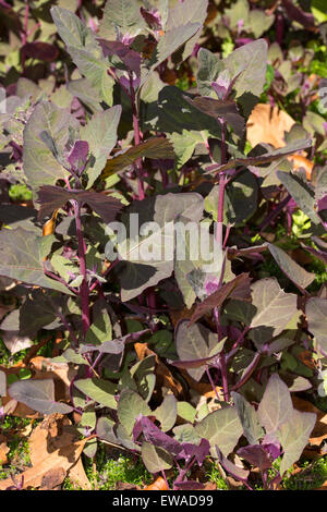 Feuillage rouge comestible de la salade annuel orach, Atriplex hortensis var. rubra Banque D'Images