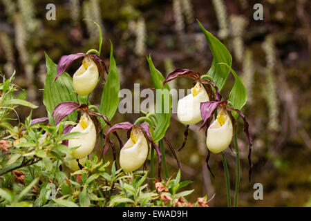 Brun et blanc exotique bouffant proliférations du Lady's Slipper orchid, Cypripedium kentuckiense Banque D'Images