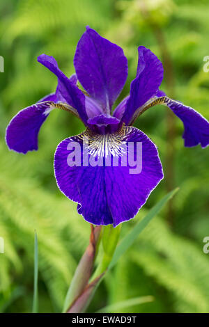 Seule fleur de l'iris de Sibérie, Iris sibirica 'Silver Edge' Banque D'Images