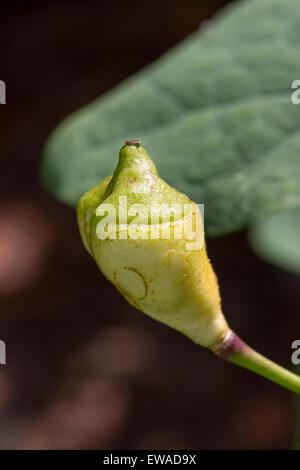 Gousse de l'ombre, l'woodlander, twinleaf Jeffersonia diphylla Banque D'Images