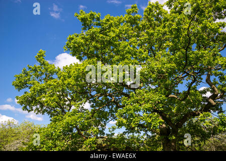 Jusqu'à dans les branches d'un arbre de chêne français à maturité au début de l'été de verdure. Banque D'Images