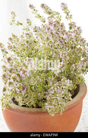 Thym commun (Thymus vulgaris) plante en pot en argile Banque D'Images