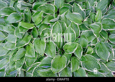 Blanc bordé d'un vert hosta les pêcheurs sur eux Banque D'Images