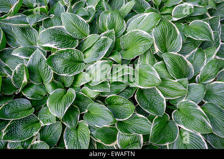 Blanc bordé d'un vert hosta les pêcheurs sur eux Banque D'Images