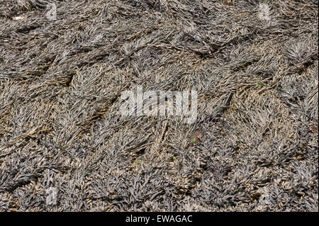 Partie inférieure des algues algues laminaires brunes fucus vésiculeux trouvés dans l'Océan Atlantique domine la rive rocheuse et l'ascophylle noueuse ou fucus Banque D'Images