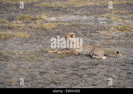 Cheetah cub resting, Tanzanie. Banque D'Images