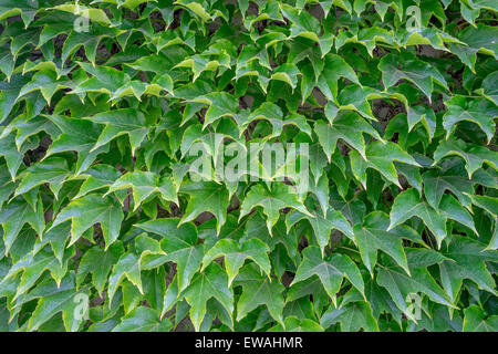 De nombreuses feuilles vertes de japonais du Parthenocissus tricuspidata, réducteur-Boston ivy raisin,lierre, lierre japonais, woodbine Banque D'Images