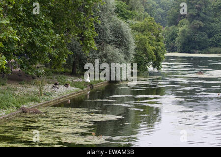 Floraison printanière dans Hyde Park Londres Angleterre Banque D'Images