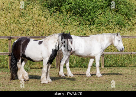 Chevaux à Lee Valley Riding Centre, Londres Angleterre Royaume-Uni UK Banque D'Images