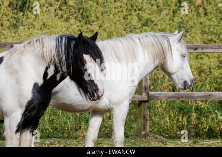 Chevaux à Lee Valley Riding Centre, Londres Angleterre Royaume-Uni UK Banque D'Images