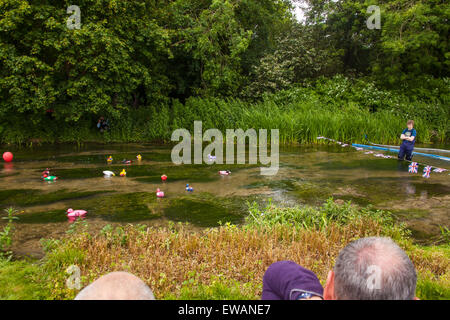 La course de canards à Weir House, Alresford, Hampshire, Angleterre. Banque D'Images