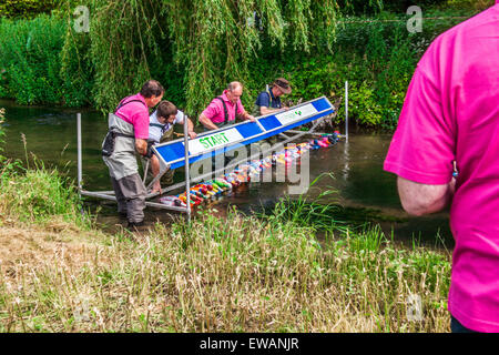 Début de la course de canards à Weir House, Alresford, Hampshire, Angleterre. Banque D'Images