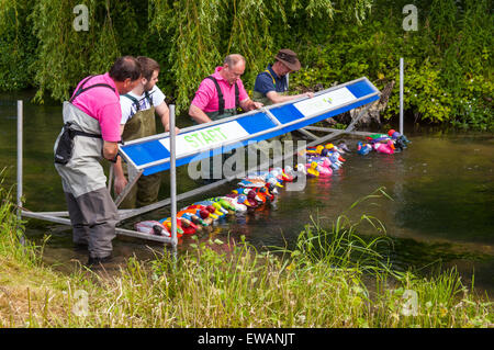 Début de la course de canards à Weir House, Alresford, Hampshire, Angleterre. Banque D'Images