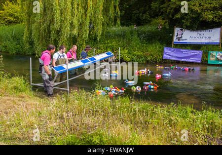 Début de la course de canards à Weir House, Alresford, Hampshire, Angleterre. Banque D'Images