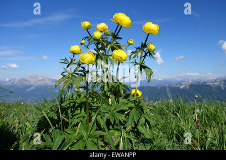 Globe Fleur alpine Trolle Trollius europaeus dÕEurope Ð fleurs de montagne fleurs Banque D'Images